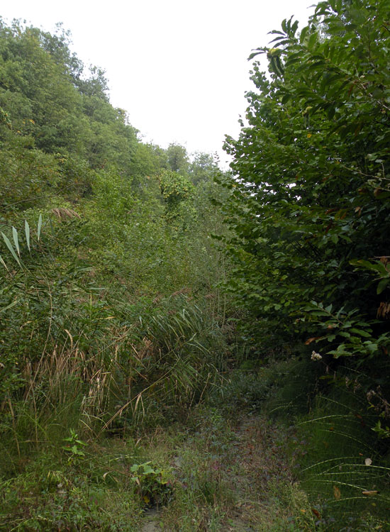 Dopo il Dal gambo quiz di Sirente...